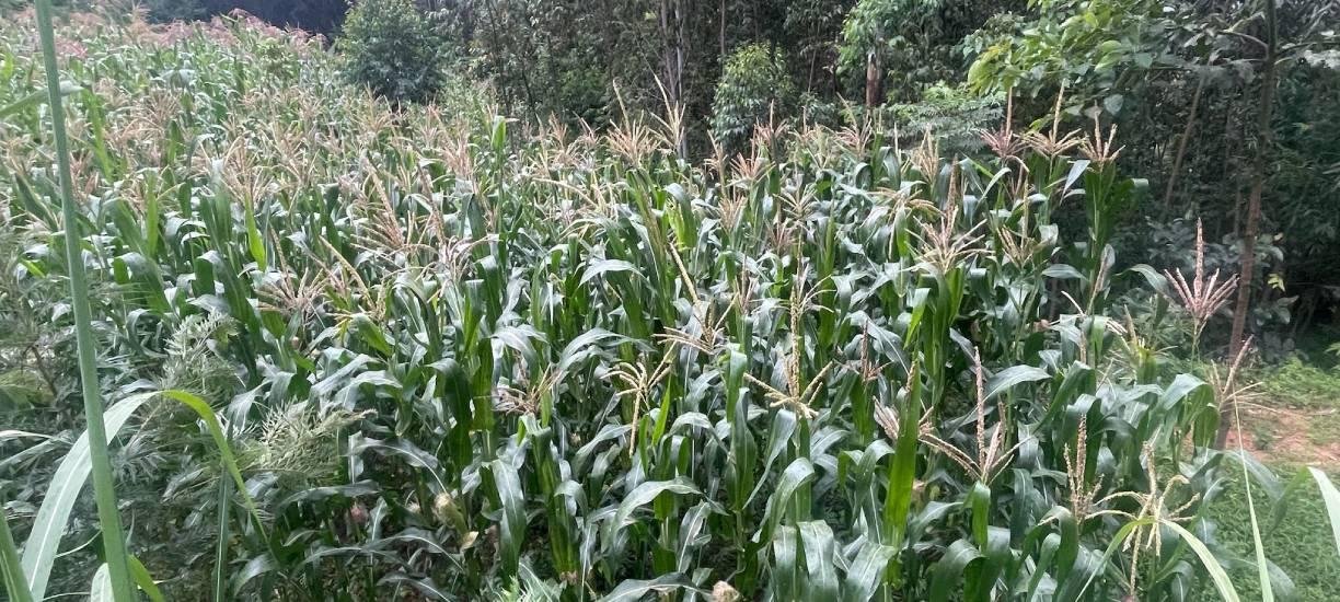 about-us-information